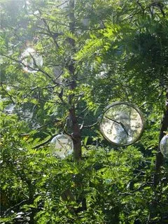 Tatiana Zvereva arbre vie